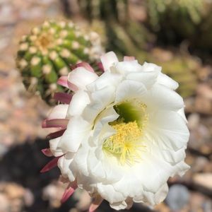 Meet your Posher, Lynn